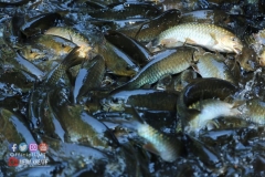 18238878_1783013882008735_2910017697655060167_o_1783013882008735