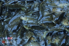 18358769_1783013775342079_7265010938999310811_o_1783013775342079