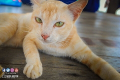 23157085_1865792390397550_5846076110629398023_o_1865792390397550