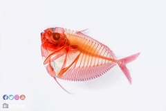 22179803_1853477718295684_6662797135354736713_o_1853477718295684