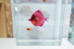 22180076_1853478411628948_7212678378313999025_o_1853478411628948