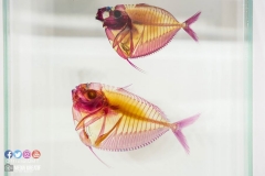 22181201_1853477558295700_8332482705745692447_o_1853477558295700