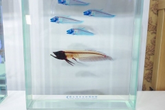 22181406_1853477621629027_3710179038260220216_o_1853477621629027