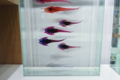 22181513_1853478474962275_5253552787656379876_o_1853478474962275