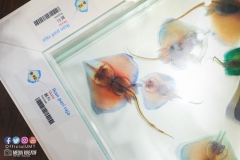 22218363_1853478668295589_8195583858386219364_o_1853478668295589