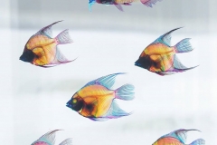 22218438_1853477284962394_5063449602049554688_o_1853477284962394