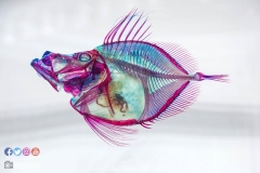 22218655_1853478644962258_3751597708580397888_o_1853478644962258