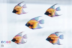 22256469_1853477961628993_8459647488407866229_o_1853477961628993