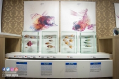 22289702_1853478801628909_8466337376333381090_o_1853478801628909