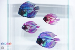 22289769_1853478378295618_2997738283960635419_o_1853478378295618