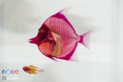 22289783_1853477384962384_7201286989357679647_o_1853477384962384