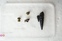 45543115_2084651071845013_7109212696507056128_o_2084651068511680