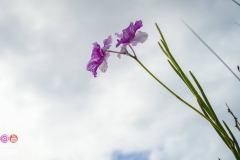 45575111_2084651111845009_2071075587098673152_o_2084651105178343