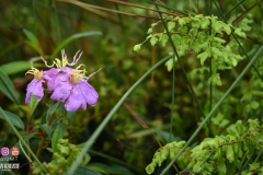 45737663_2084651565178297_576382111452233728_o_2084651561844964