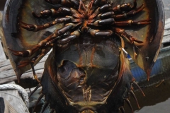 17855471_1769591823350941_3311859155110795114_o_1769591823350941