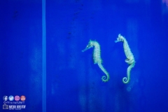 30628978_1941610762815712_8058368333977747456_o_1941610752815713