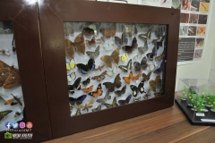 19942647_1816787771964679_8659824645816866542_o_1816787771964679