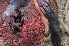 13661867_1626867104290081_3031605530147675843_o_1626867104290081