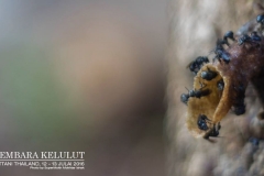 13731055_1626868194289972_8306233418796608115_o_1626868194289972