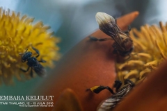 13731813_1626866224290169_1298737925381326304_o_1626866224290169