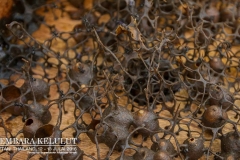 13738110_1626866147623510_6432817312428044362_o_1626866147623510