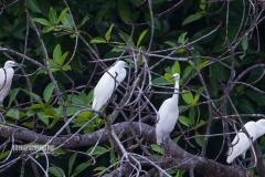 11222440_1523117147998411_4086538329614428702_o_1523117147998411