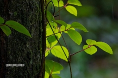 11950341_1523116344665158_7168001927332786294_o_1523116344665158