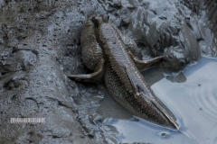 12232962_1523117127998413_6472244267576637170_o_1523117127998413