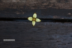 12238107_1523116351331824_5531866575297315967_o_1523116351331824